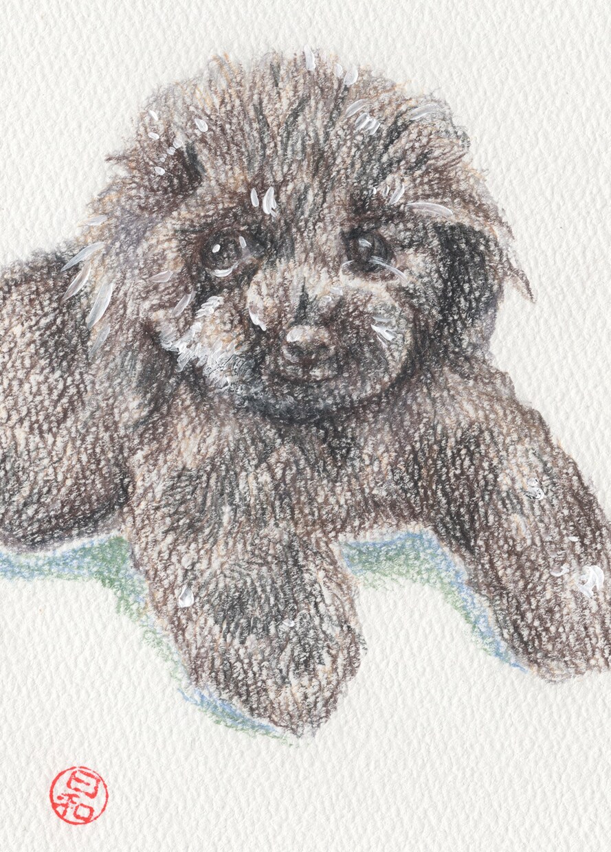 あなたのペットの色鉛筆画描きます あなたのペットの絵をアイコンにしたり飾ったりしませんか？ イメージ2