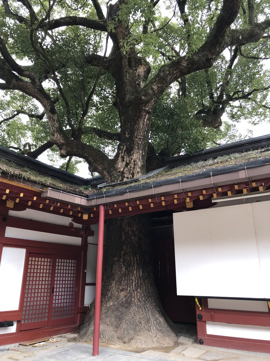 福岡パワースポット三社参りの方法で代理参拝します 願主様の代わりに正式な参拝方法で太宰府天満宮を参拝します。 イメージ3