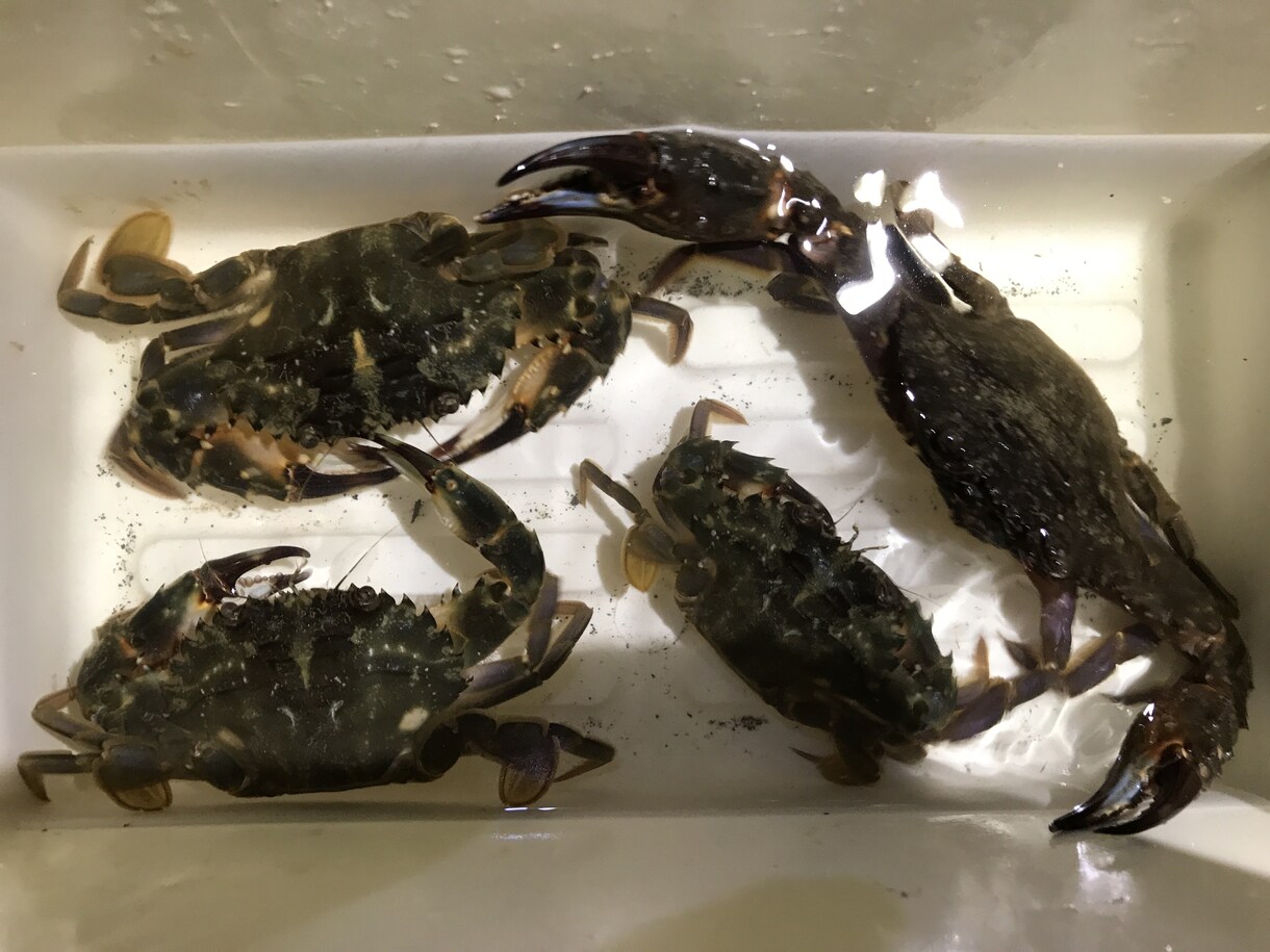 蟹取り方法(ノコギリガザミ、イシガニ)教えます 高級蟹を実際に採取している本人だから分かるコツ伝授 イメージ3