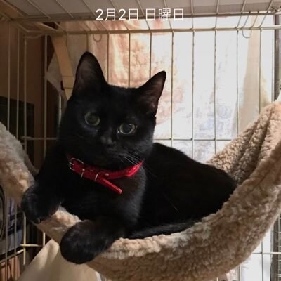24時間チャットでお話伺います チャットで愚痴から悩み、雑談やペット自慢等何でもOK イメージ1