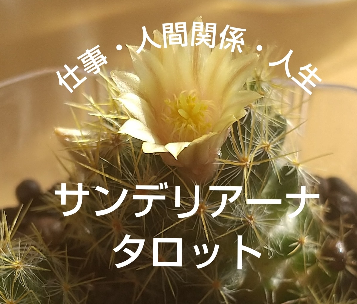 30～40代のかた向け仕事運・全体運を占います 仕事のこと人間関係のこと、タロットで占います。【ワンコイン】 イメージ1