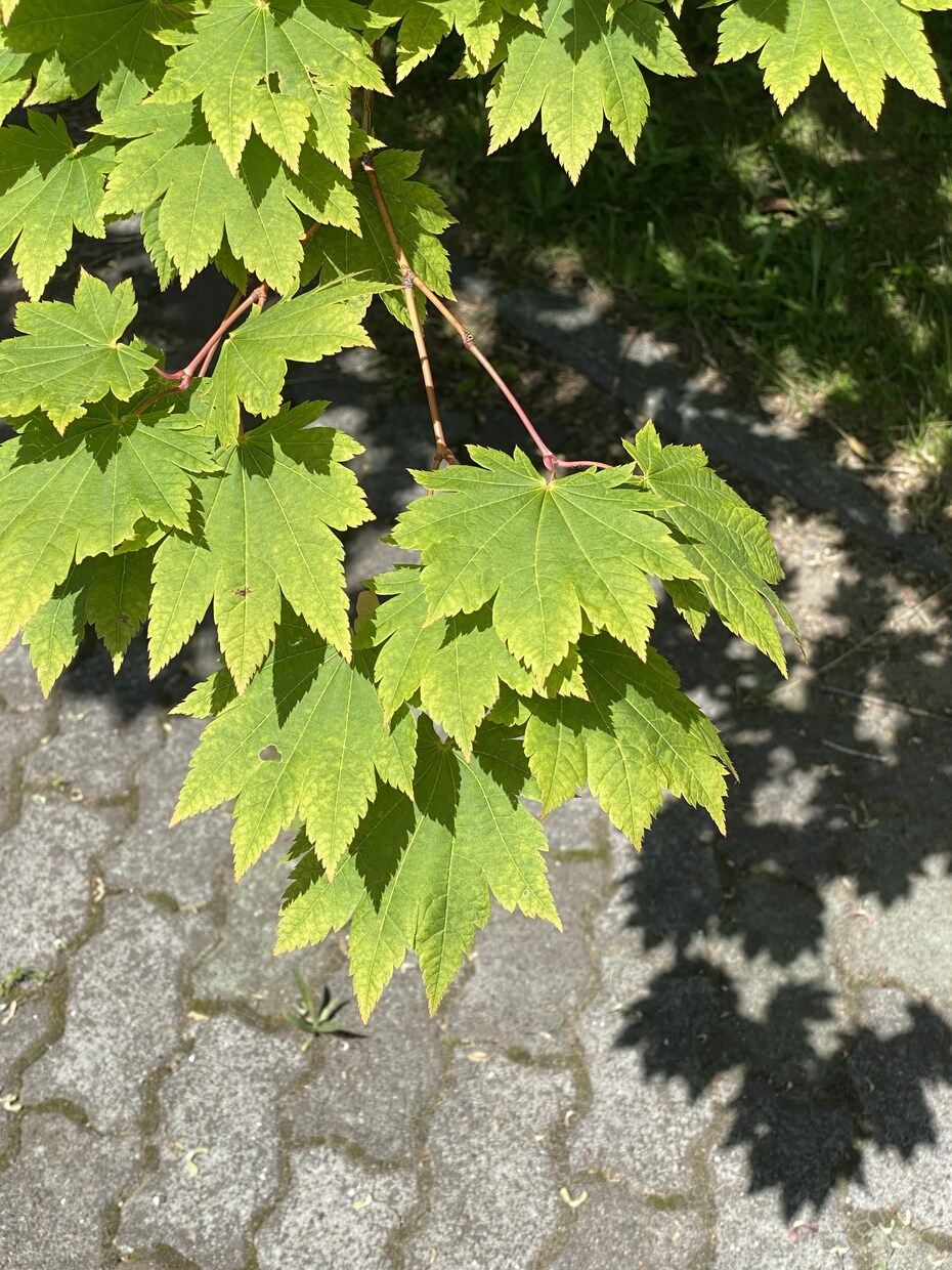 誰かに話したい気持ち、元看護師の私が伺います ⭐️誰かに話したい事、5分でもお話しください⭐️ イメージ1