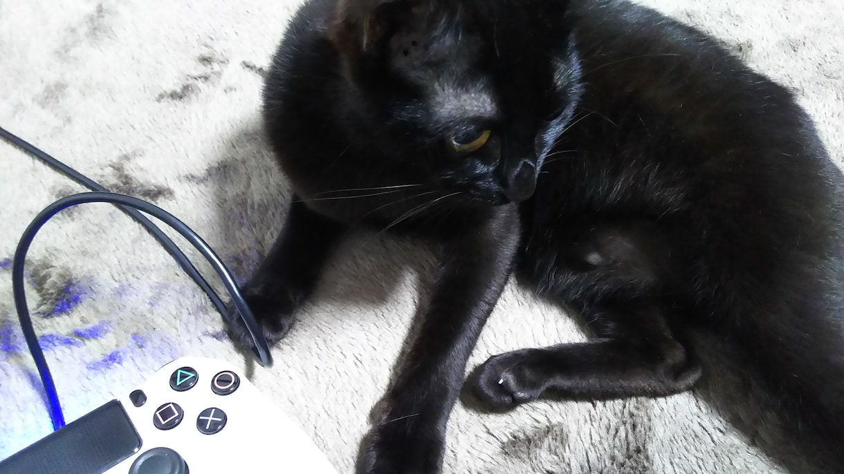 黒猫と一緒にあなた宛の月からのメッセージを届けます ～月の魔力を借りて願いを叶えるお手伝い(ムーンオロジー)～ イメージ4