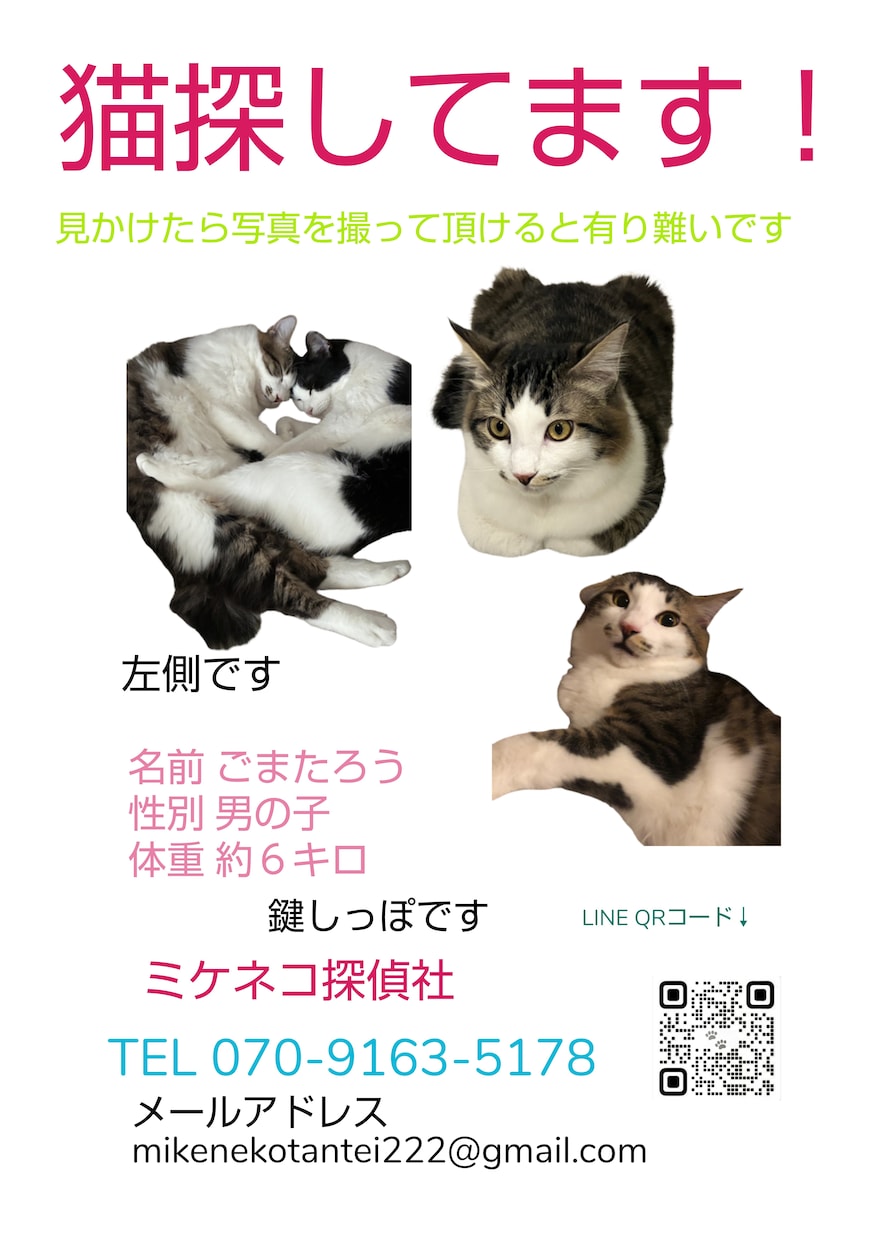 脱走した猫の探し方を状況別に具体的にお伝えします 初動で発見率は大きく変わります。まずは落ち着いて相談を イメージ4