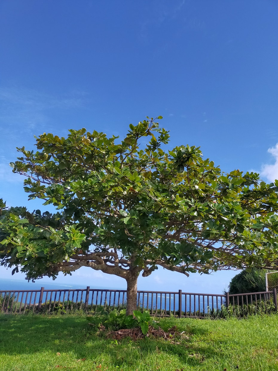 沖縄旅行の思い出を特別に！自然な雰囲気で撮影します 沖縄の旅のワンシーンをナチュラルに撮影！思い出を美しく残そう イメージ3