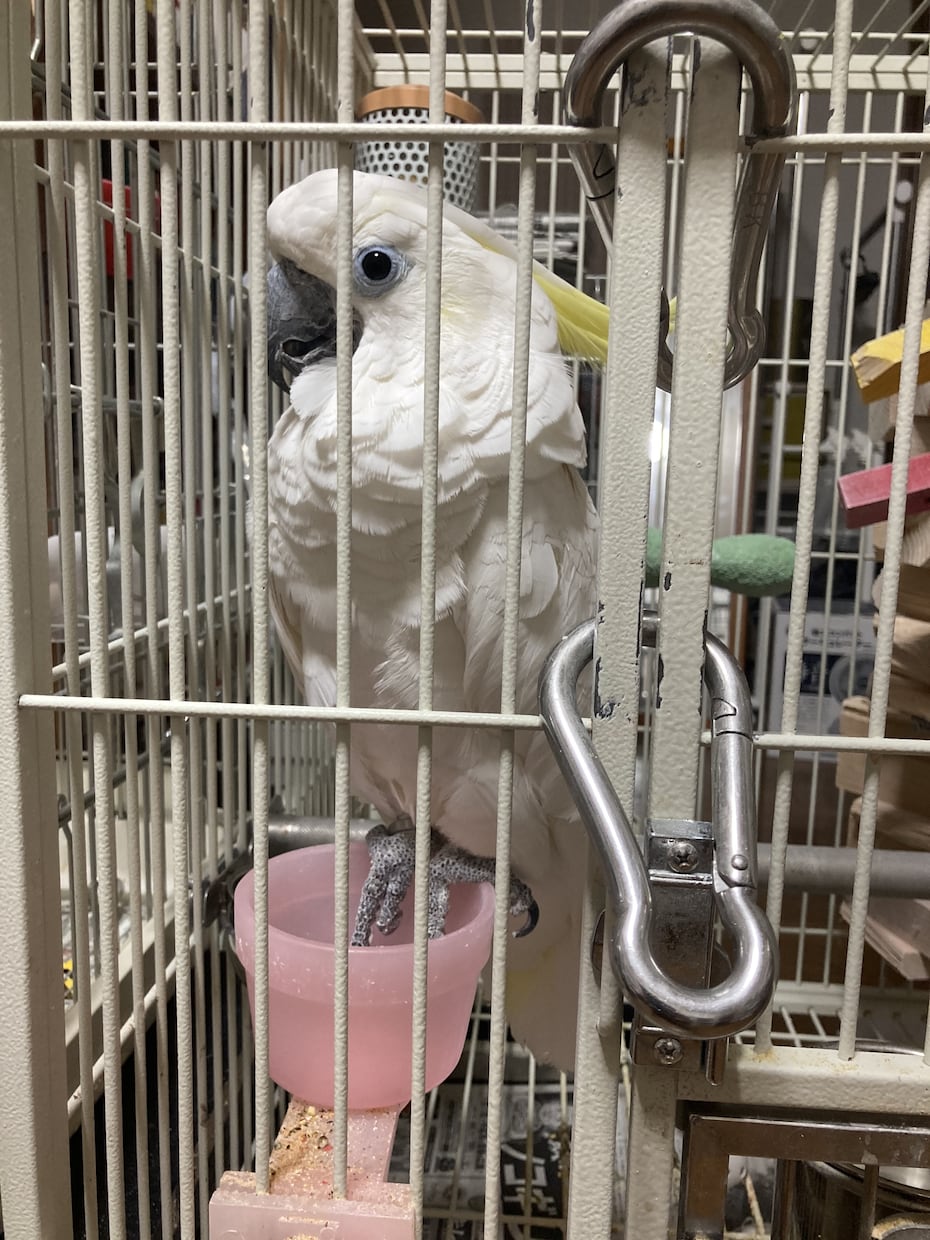 鳥を飼おうか迷っている方の相談に乗ります インコ、オウムを飼う前の不安にお答えします。 イメージ2