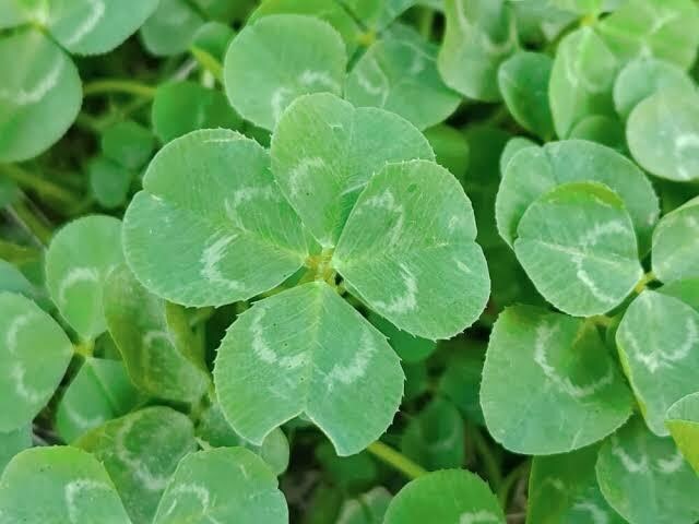 1分からでもOK♪疲れた心☘️ 優しく受け止めます 悩み/電話/相談/雑談/恋愛/安らぎを提供する癒しの空間♪ イメージ8