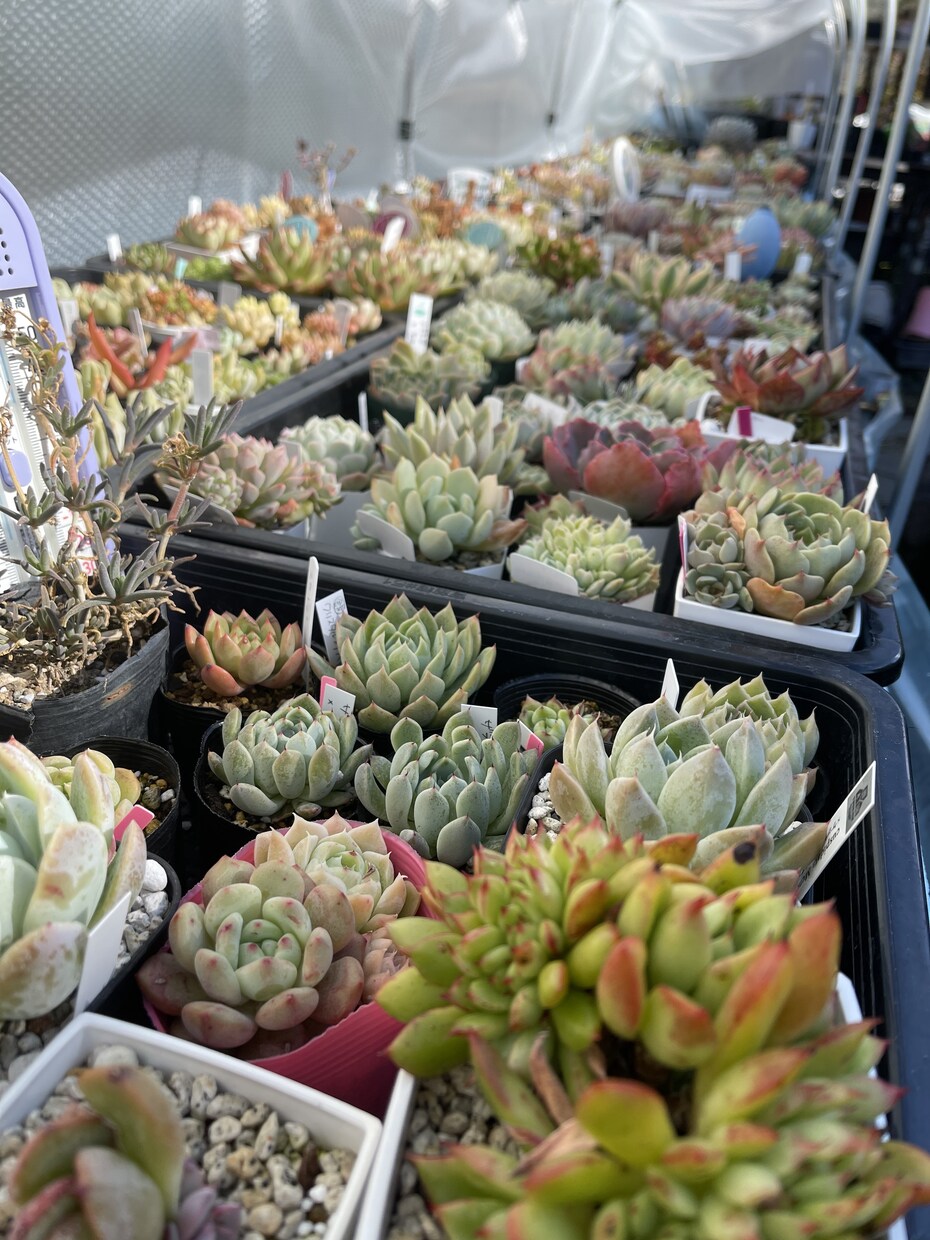 多肉植物の冬の管理方法ご相談に乗ります 雪国で多肉植物を育てて販売しています✩ イメージ4