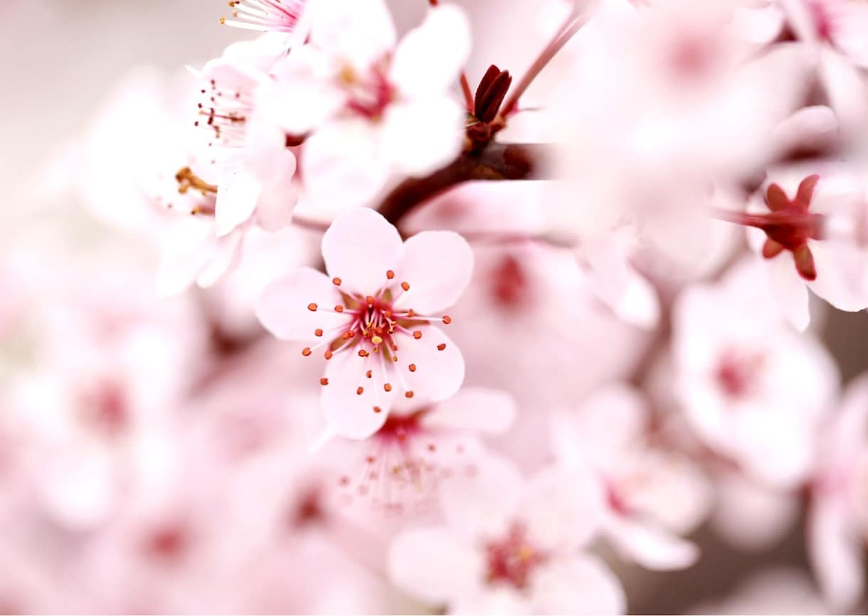 ご自分のお名前に宿る真実の使命を伝えます ご自身の強みを知ることで魅力的に♡魂のエネルギー感じましょう イメージ6