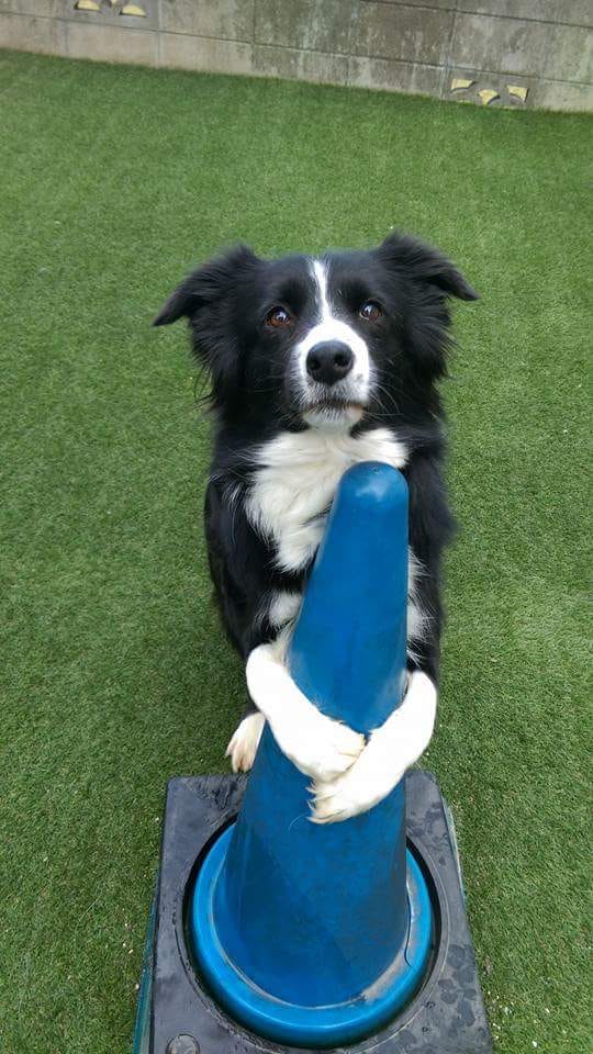 愛犬のしつけに悩んでいる！そんな時は、まず生活改善から。細かいアトバイス致します。お気軽にご相談を。 イメージ2