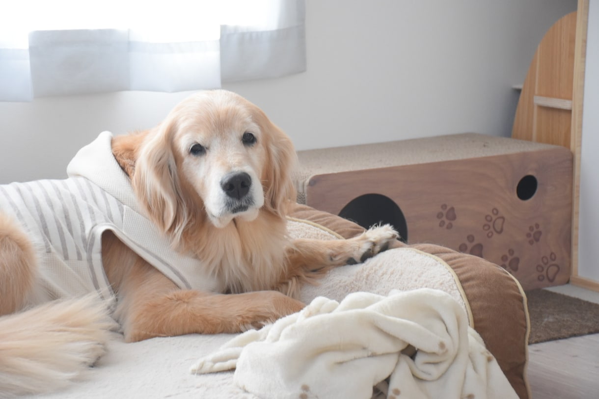 老犬介護士が愛犬の介護のお悩みにお答えします シニア期の愛犬に関する疑問や介護でお悩みのあなたにおすすめ！ イメージ3