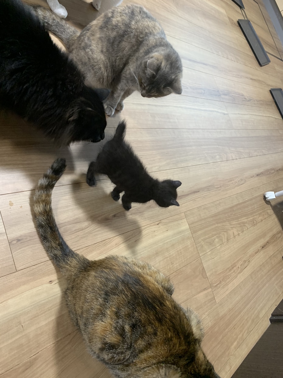 猫16匹&犬1匹の飼い主が犬猫の悩み相談承ります 多頭飼いならではわかる悩みや対策をお伝え致します！ イメージ2