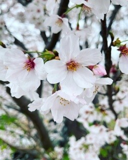 お子様のママの相談お話し相手をします 3人のシンママです。どんなお話でも大丈夫です イメージ1
