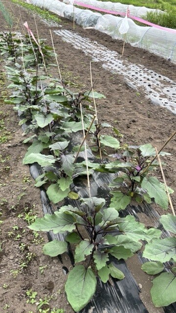 小さな菜園・畑の野菜栽培のお悩み相談をお受けします 1500坪のひだまりファームの経験から野菜作りをサポート イメージ3