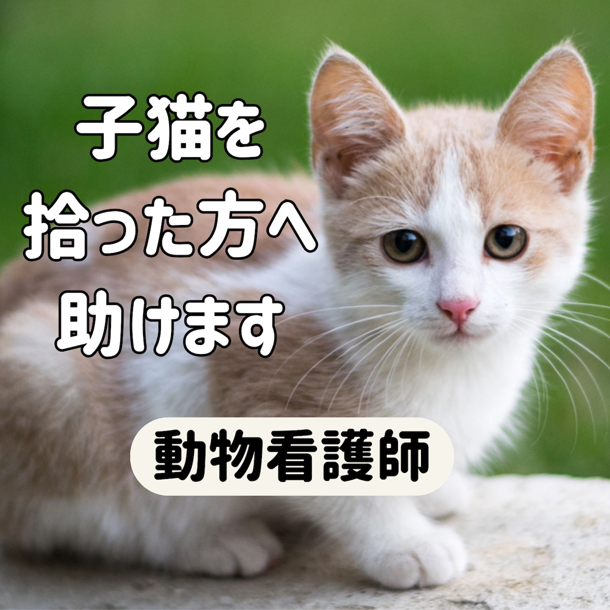 子猫を拾った方へ|育て方を電話で教えます 動物看護師が丁寧にアドバイスします イメージ1