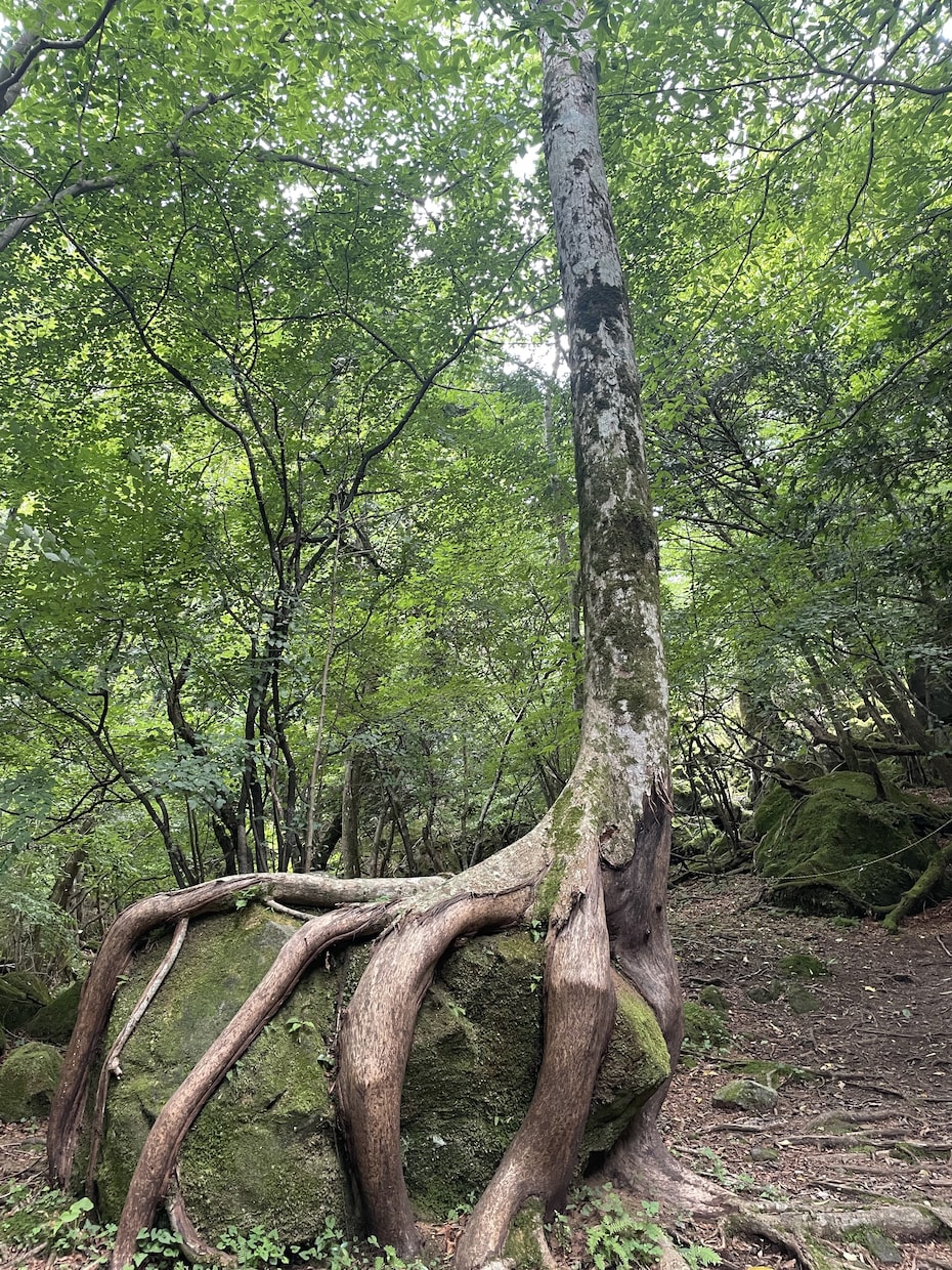 開運✴︎✴︎霊感タロットで鑑定します 受けるだけで運気が上がると口コミが広がった本物の鑑定を是非♪ イメージ2