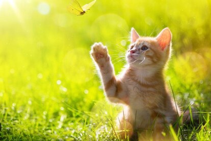 猫をオーストラリアに連れて行くお手伝いします 元日通現役貿易会社勤務によるペットお引越しの適格なアドバイス イメージ1