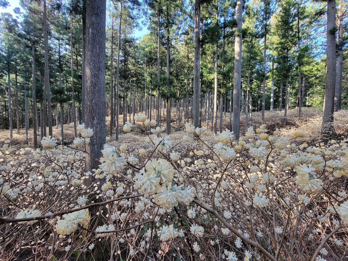 ミツマタの、写真を提供します みつまたの花の写真集です。春のみ咲く貴重なお花。 イメージ2