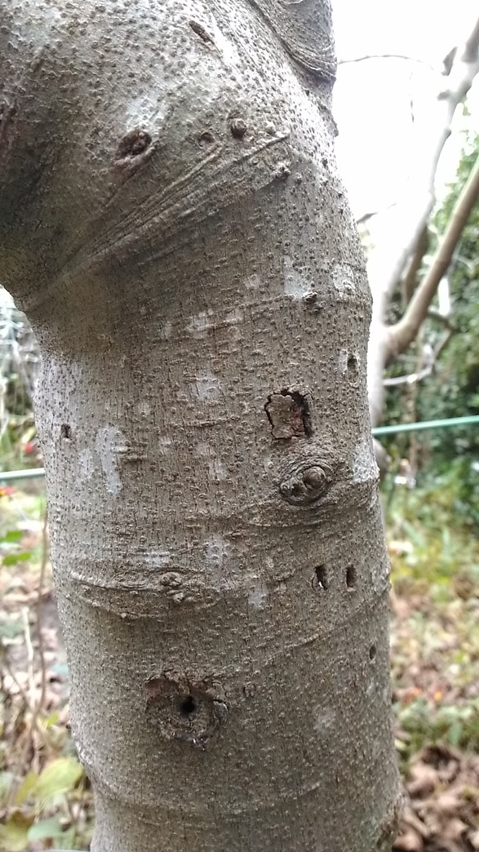いちじくの木の害虫防止が出来ます 薬不要で環境に優しい。写真の穴は10年以上前にできたもの イメージ1