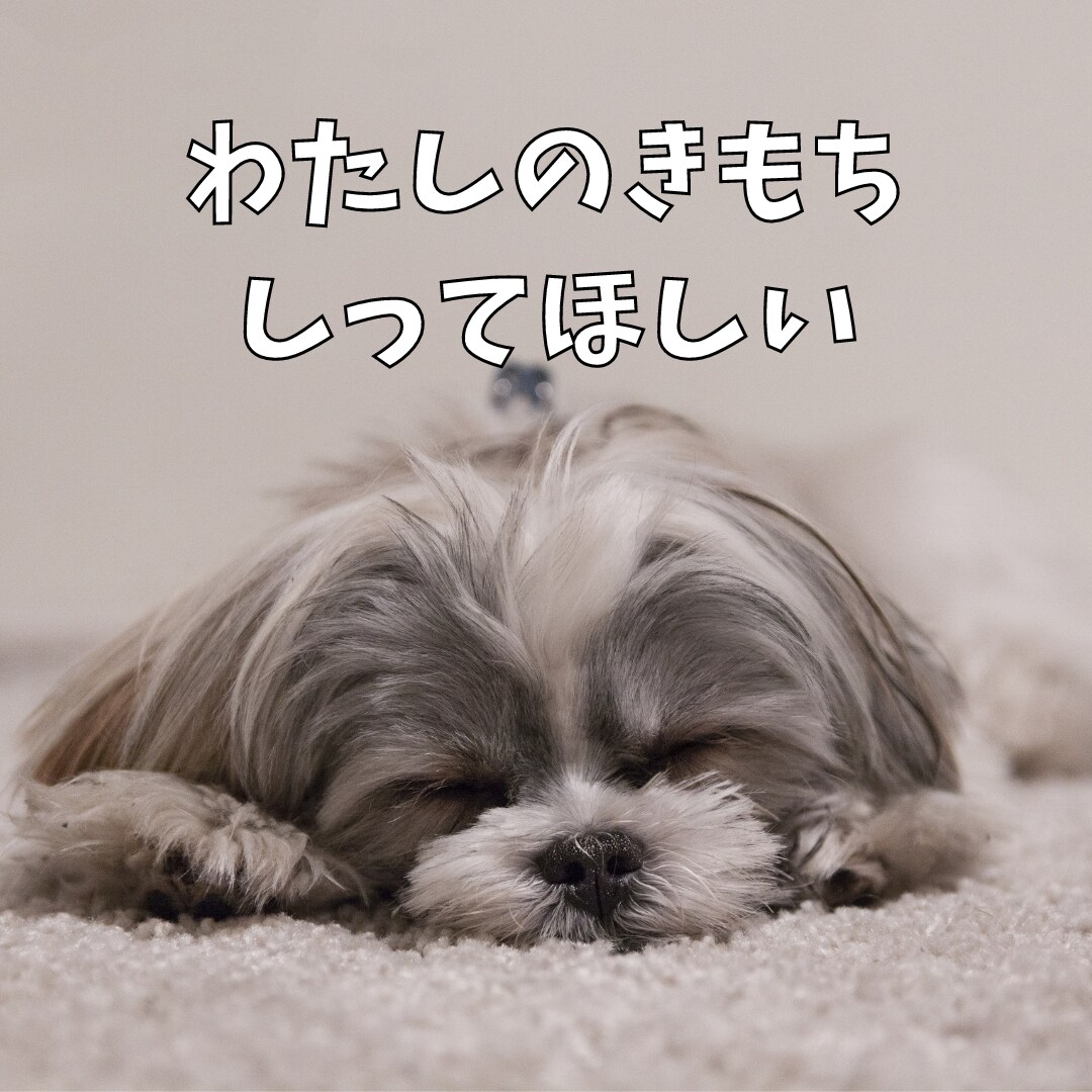 なぜ！？噛む逃げる！愛するペットの気持ちを届けます 貴方の愛の心をお届けすることで変化を実感 イメージ5