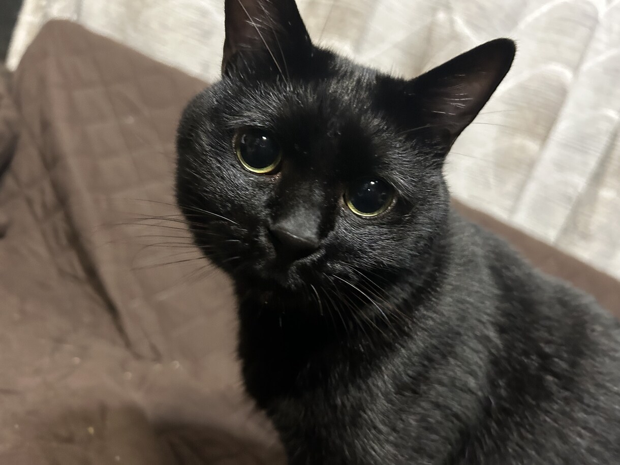 猫プロが撮った写真集あります 猫大好きな猫好き猫ままです！猫の写真提供 イメージ3