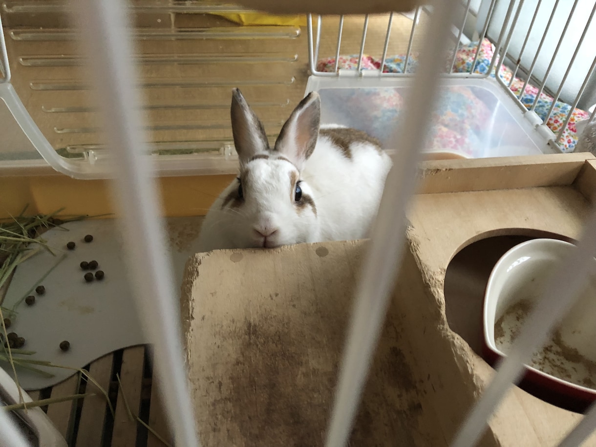 ペットの飼育相談します 元ペットショップ店員による、小動物・爬虫類・熱帯魚の相談！ イメージ1