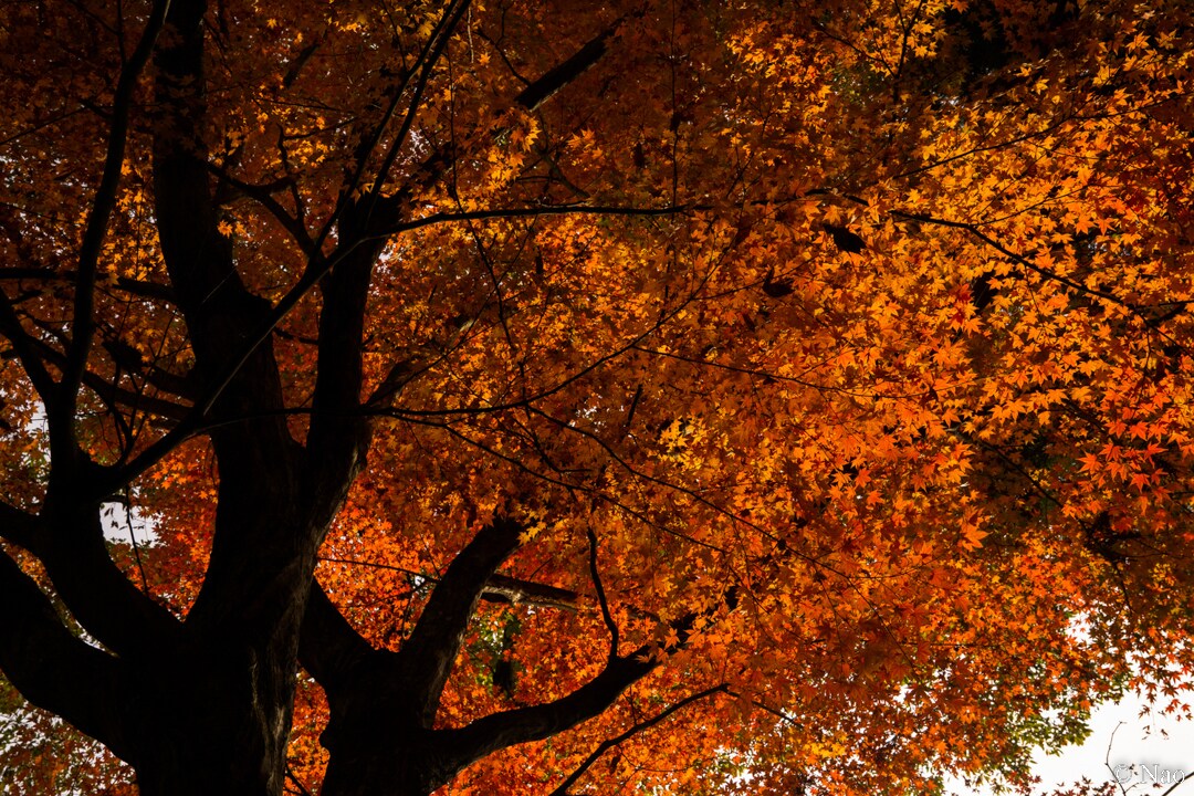 東京の山（高尾・奥多摩）の風景写真を撮影代行します 美しい風景や花の写真を提供！商用利用可・RAW現像サービス付 イメージ7