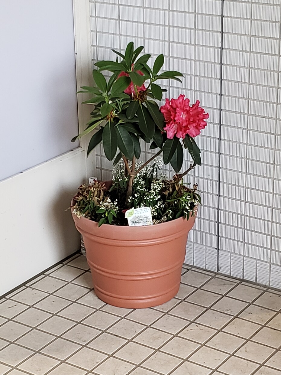 植物、緑で安らげる空間作りのご相談致します 1級技能士の資格を持つガーデンアドバイザーがご相談致します。 イメージ1