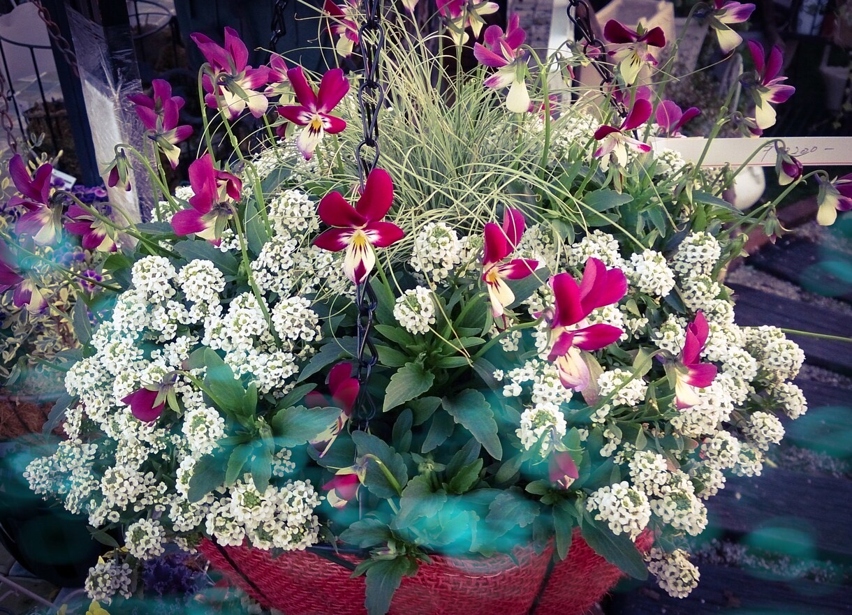 寄せ植えの作り方教えます 実際に制作していた側の視点でアドバイスさせていただきます。 イメージ1