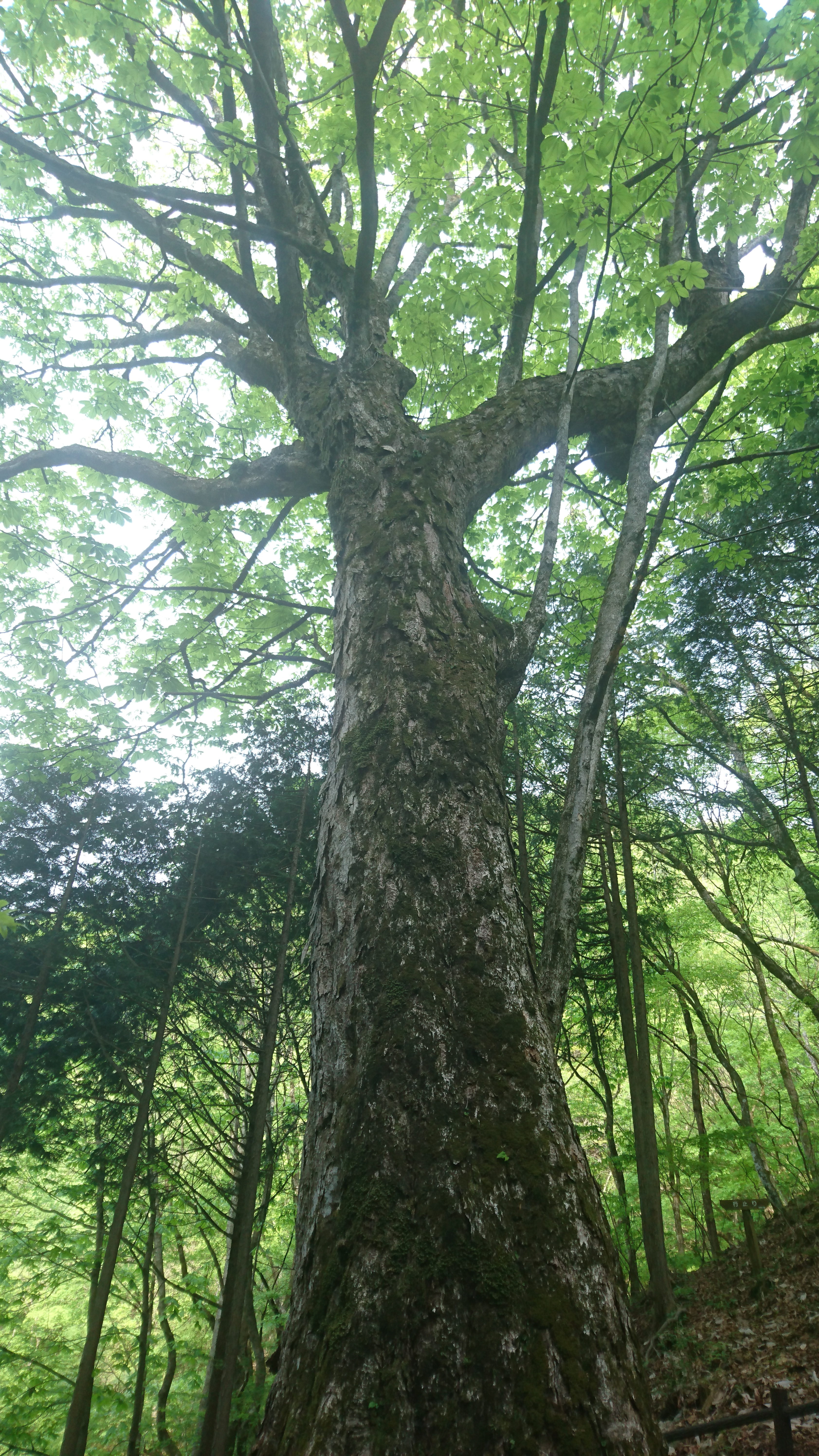 奥多摩へ、裏高尾の日帰り登山ご相談にのります 奥多摩、高尾山、南高尾、裏高尾の日帰り登山のご相談にのります イメージ2