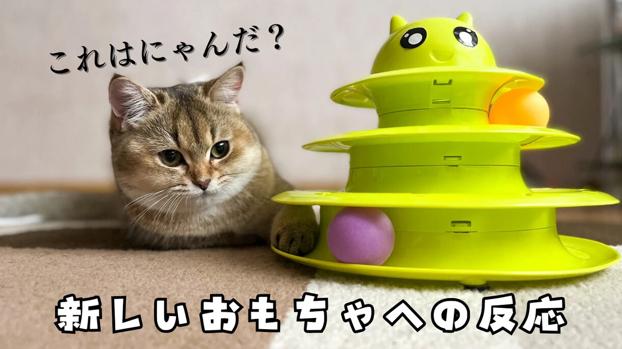 ジャンル限定！YouTube用サムネイル作成します ペット・スピ系限定ですが、丁寧に作成させていただきます。 イメージ3