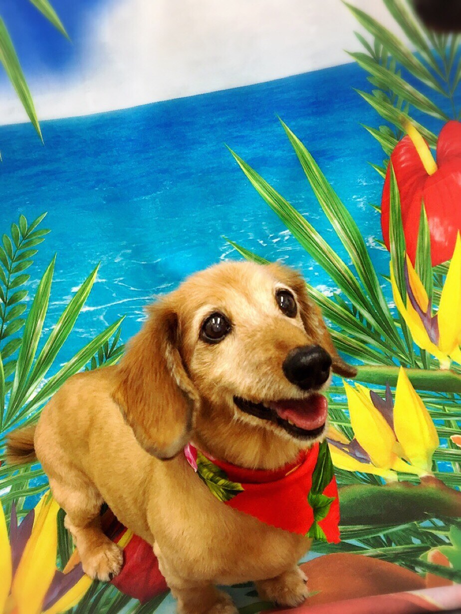 亡くなった大好きな愛犬の3Dフィギュア作ります 写真1枚からok！お洋服も再現♪ イメージ8