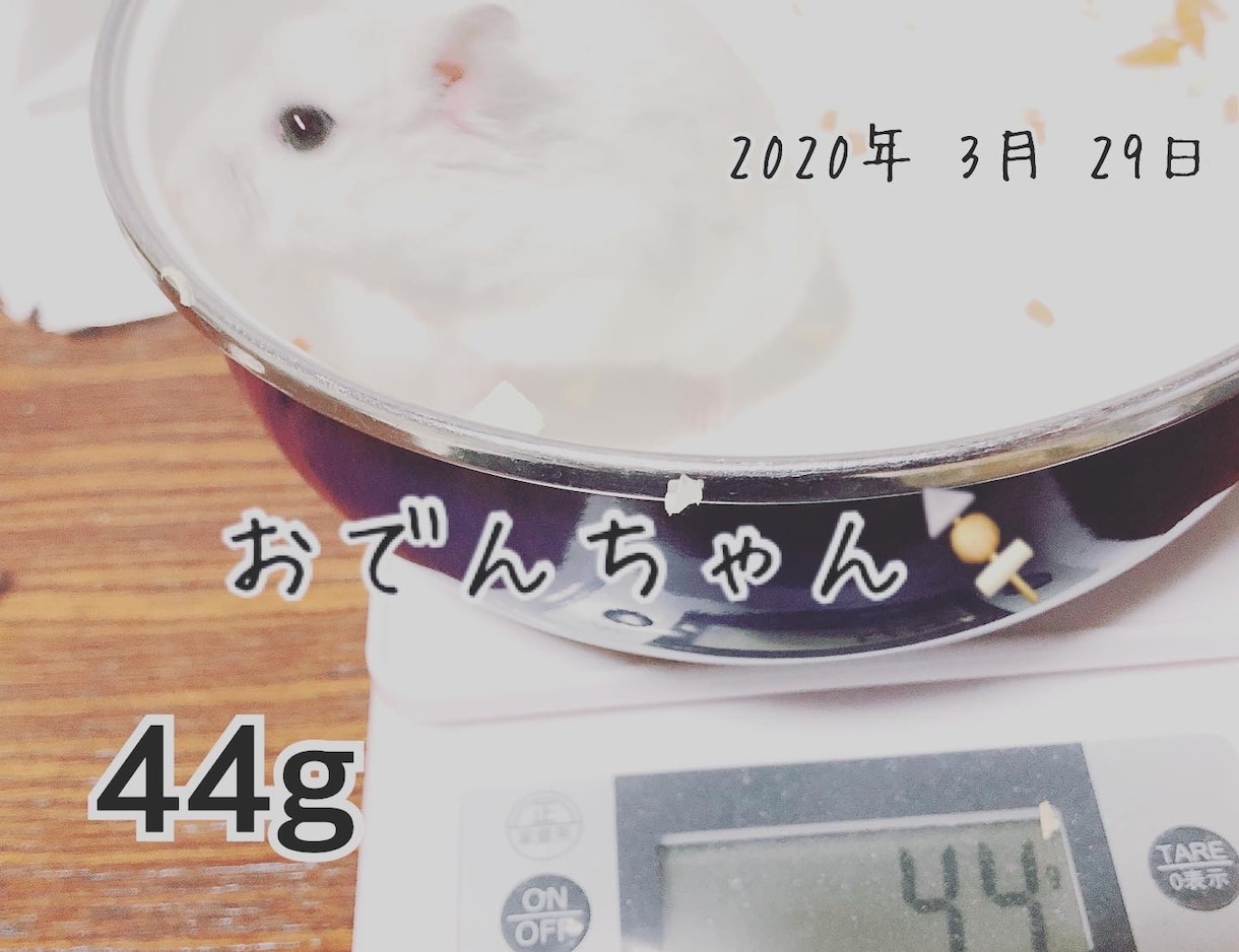 ハムスターの相談に乗ります 薔薇です。お世話になってます。ハムスター飼ってます。 イメージ4