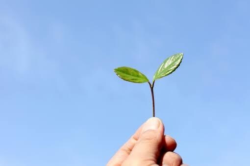 子育てを占いでアドバイスします 子どもとご両親の性格を占いで見て関わり方を保育士が教えます イメージ1