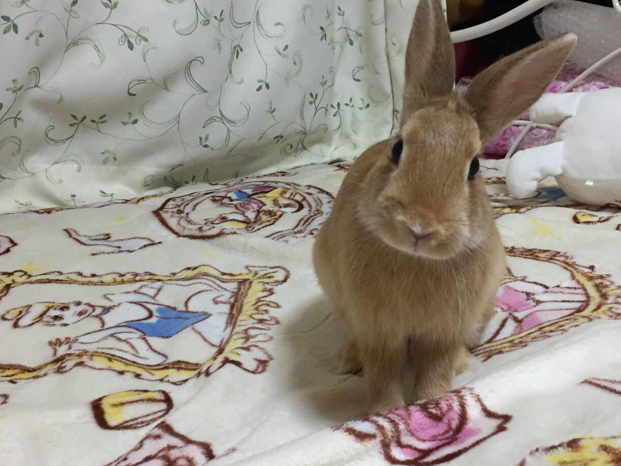 うさぎを飼いたい方にオススメ！飼い方教えます うさぎを飼おうか迷っている方に飼い方教えます！ イメージ2