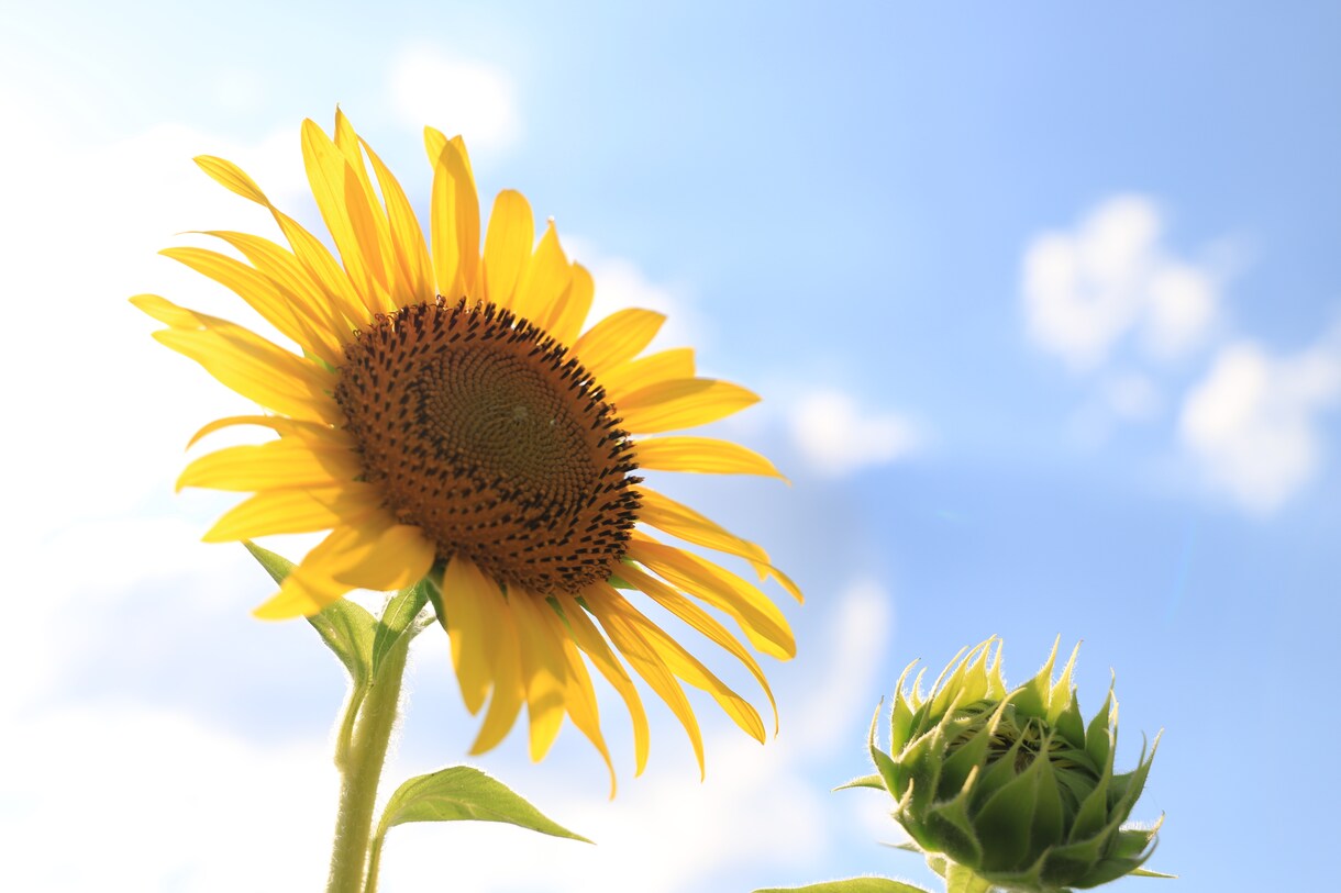 季節に合った映像を撮影致します 季節に合った、風景や植物を撮影致します。 イメージ4
