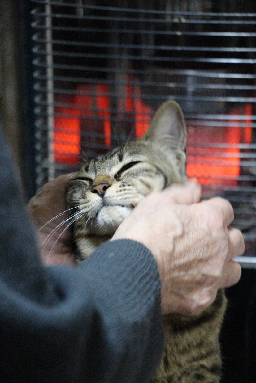 SNS用の自然や猫の写真素材を販売します SNS投稿・アイコンに使えるオリジナル写真をお届けします。 イメージ5