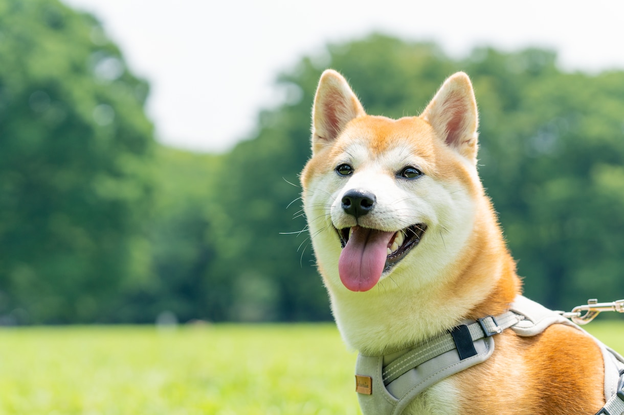 犬・猫・ペットの自然な写真を撮影します ペットと家族が過ごす時間をプロクオリティで残しませんか？ イメージ2