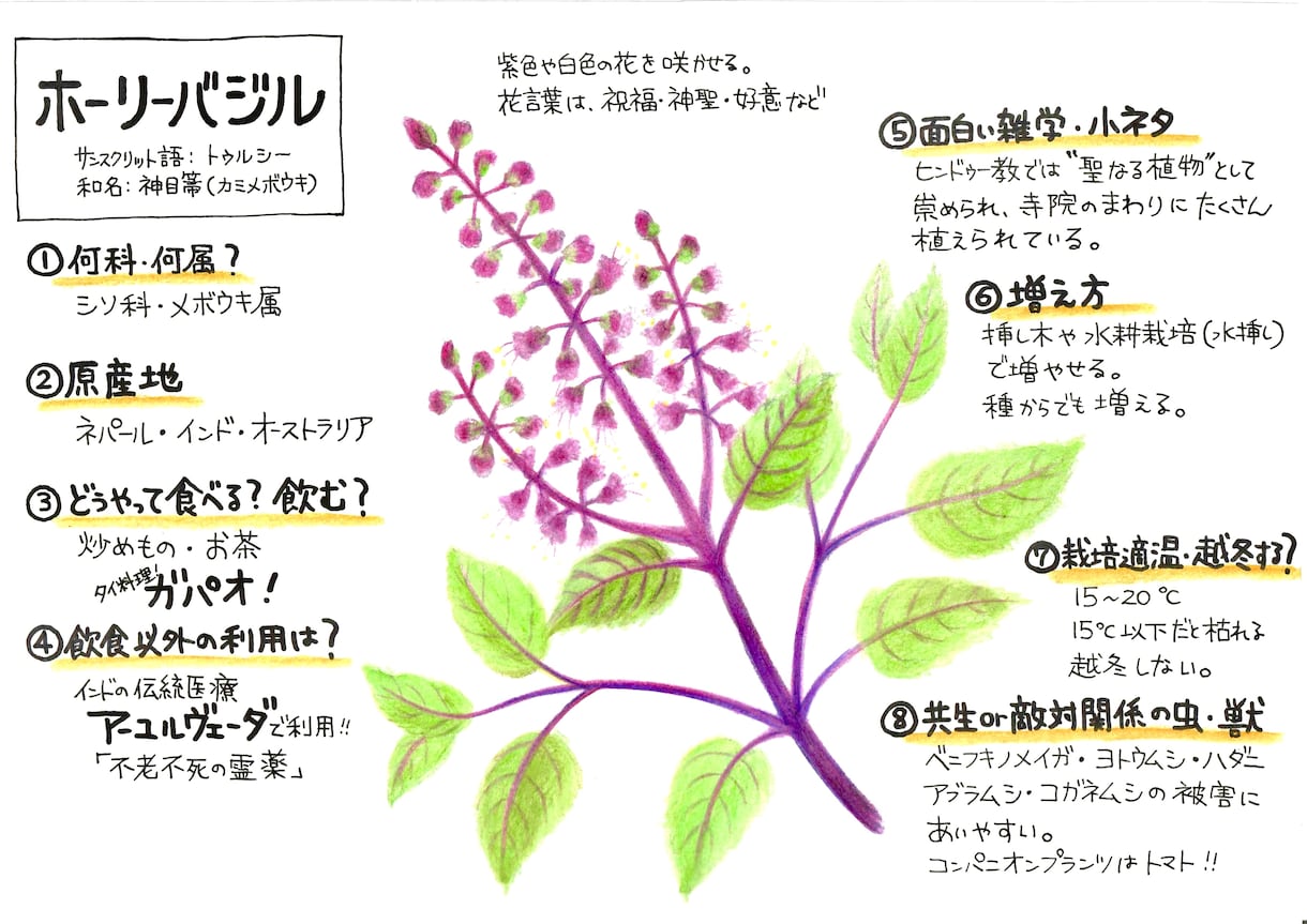 植物のイラストお描きします 〜植物大好きな私が描く植物イラスト〜 イメージ3