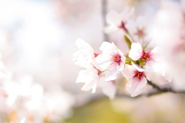 精神保健福祉士の効率の良い勉強法お教えしますます 段取り8割。計画の立て方を中心にお伝えします。 イメージ1
