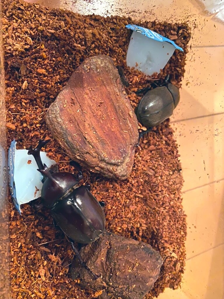 カブトムシ・クワガタの採取のポイントお教えます 採取時のポイントや方法をお教えします。 イメージ1