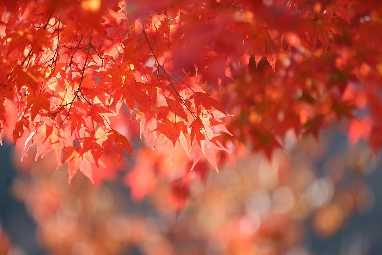 時間短縮！画像素材100枚収集します 画像探しの時間を節約！必要な素材をまとめて収集します イメージ5