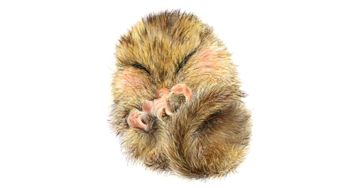 リアルな動物イラスト描きます ペットやお客様の好きな動物をお描きします。 イメージ3