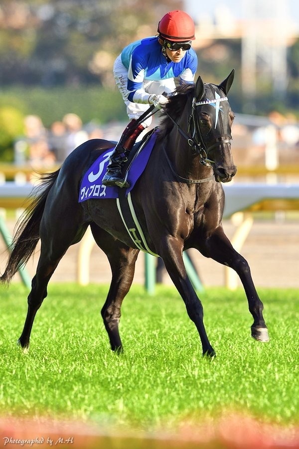 中央競馬各競馬場の馬券の"キモ"教えます 競馬場によって走る馬は違う！その特徴を伝授します！ イメージ1