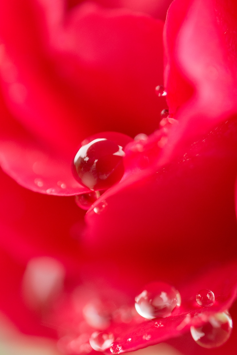 素材で使える接写（マクロ）写真を提供します 繊細な水滴や草花などの接写（マクロ）写真が必要な方へ！ イメージ2