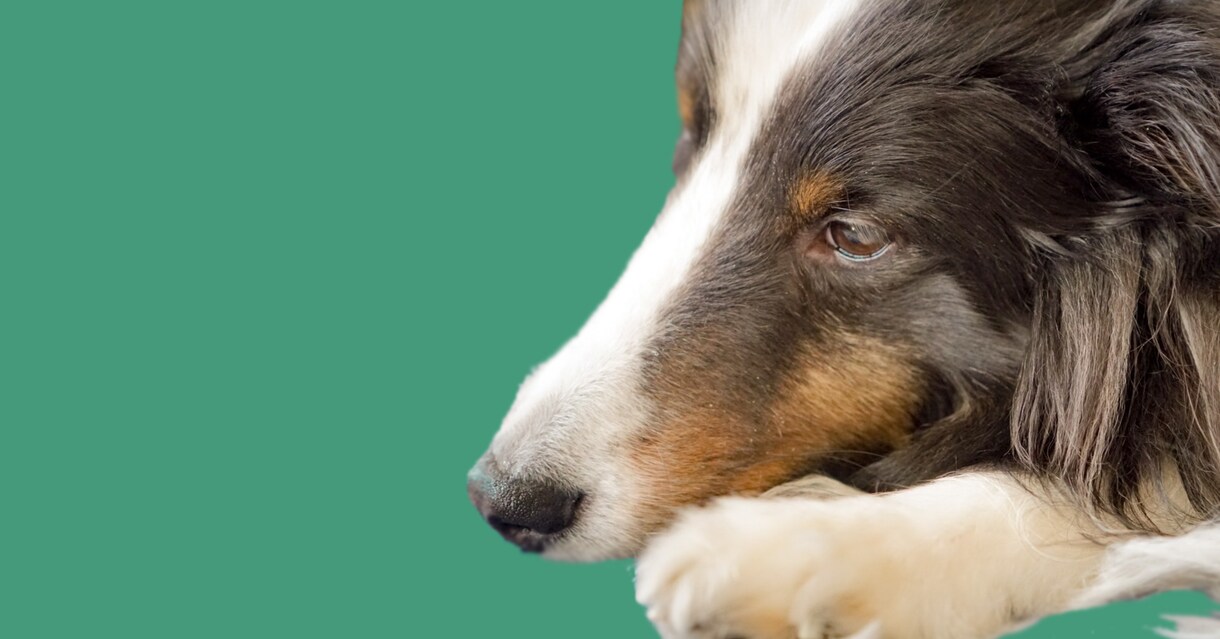犬と猫の腎臓や泌尿器の相談を受けたわまります 腎臓と泌尿器を専門にした獣医師が相談に応じます。 イメージ1