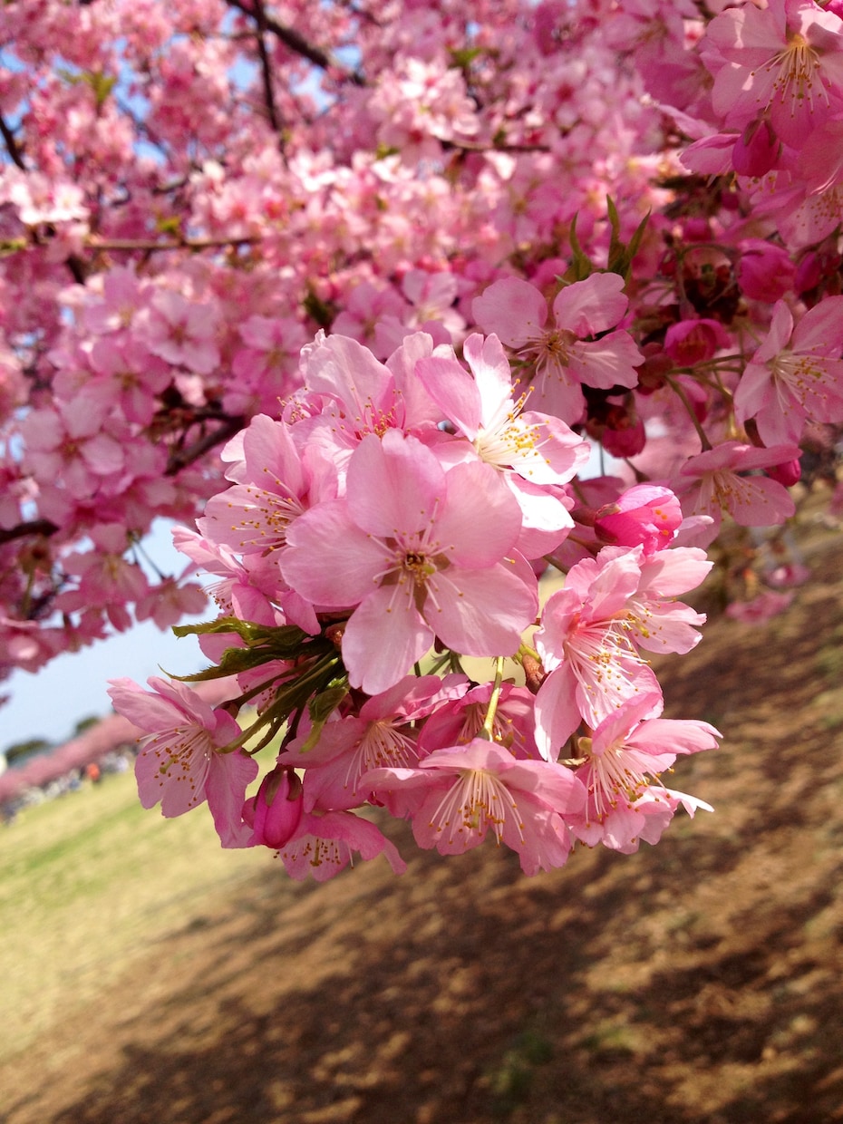 お花の写真メインで提供します お花、風景をメインに写真提供します。 イメージ1