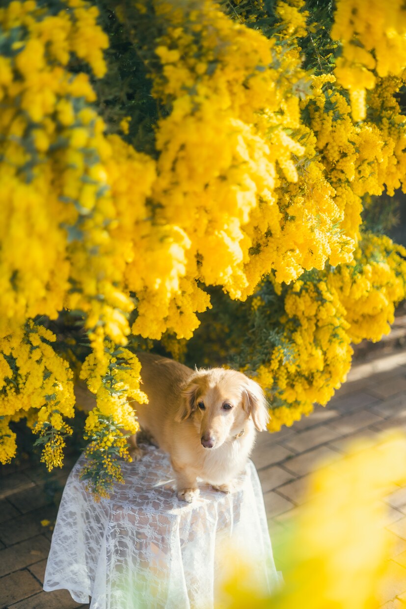 加工アプリより盛れる写真撮ります 今までで1番かわいい写真撮ります！ イメージ7