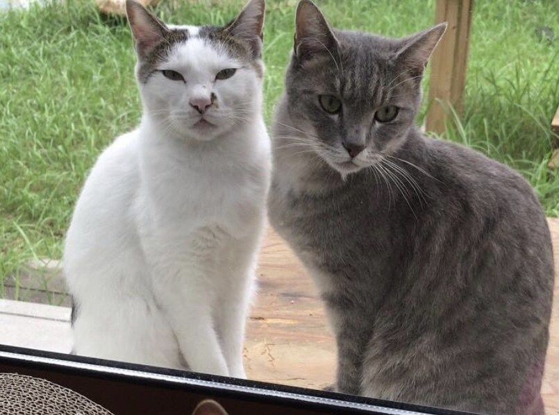 猫の飼い方、猫との暮らし、ご相談に応じます 猫を初めて飼う方や猫に関しての生活の疑問 イメージ4