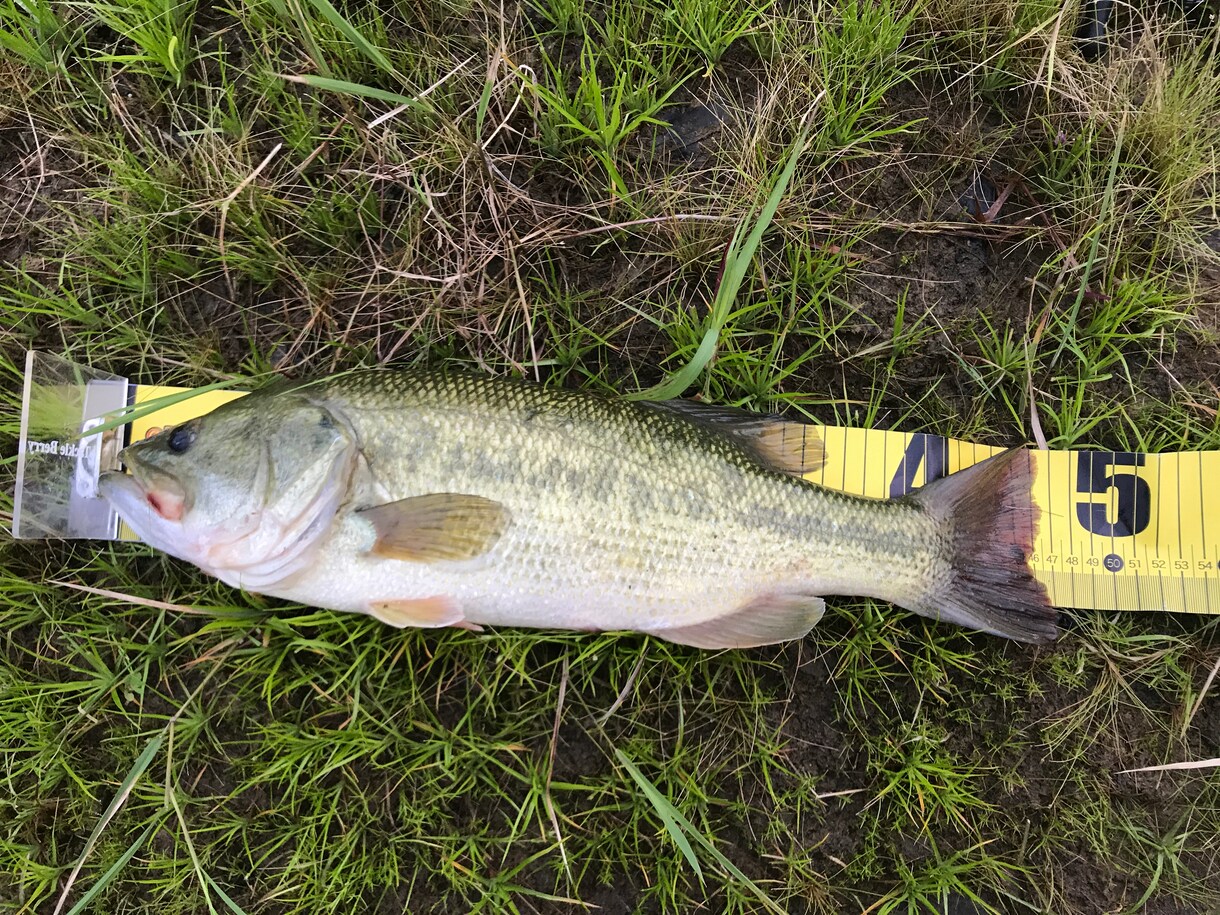 ブラックバスの釣り方ルアー選びお教えします まだ釣りを始めたばかりの方、小物しか釣れずにお悩みの方 イメージ3